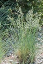 Furrowed fescue Festuca rupicola, flowering plants